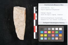 Foto (Objekt + Etikett) von Hypnum sagorianum Ettingshausen (NHMW-GEO-2024-0188-6736)